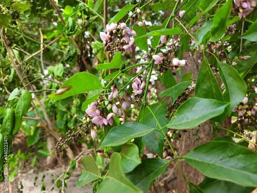 Indian Beech flowers with bright green leaves on tree branches against a blurred background photo