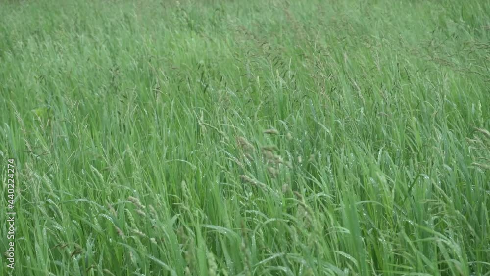 Grass in the wind in a green field. Background with a summer agricultural field and swaying wet tall grass. Grass in the wind in a green field. Background with a summer agricultural field and swaying wet tall grass.
