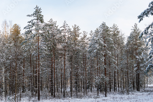 Pine trees covered in snow during sunny winter day. Winter wonderland with warm sunshine and bright sky