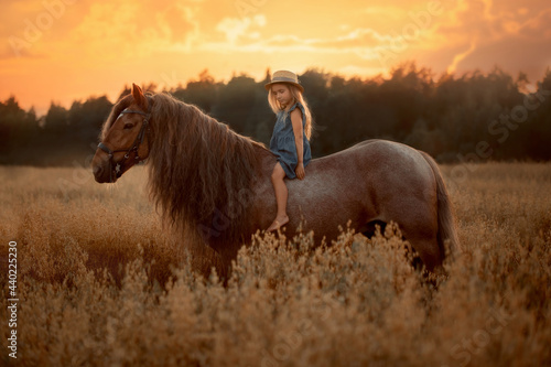 Little girl with red tinker horse (Gypsy cob) in oats evening field