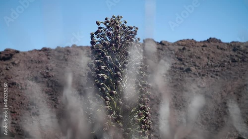 Haleakala silversword, silversword, Argyroxiphium sandwicense subsp. macrocephalum or east Maui silversword.
Hawaiian plant in Haleakalā National Park, Maui, Hawaii. Mid angle, parallax movement, slow photo