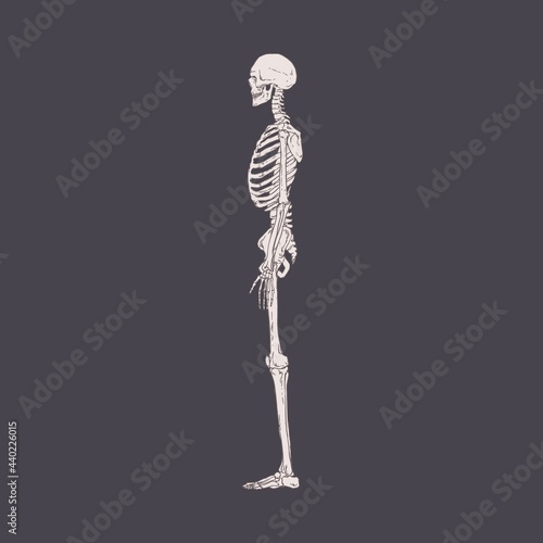 Side view of human skeleton with realistic bones, ribs and skull. Drawing of body structure profile. Lateral x-ray person's scan. Isolated detailed hand-drawn vector illustration of xray