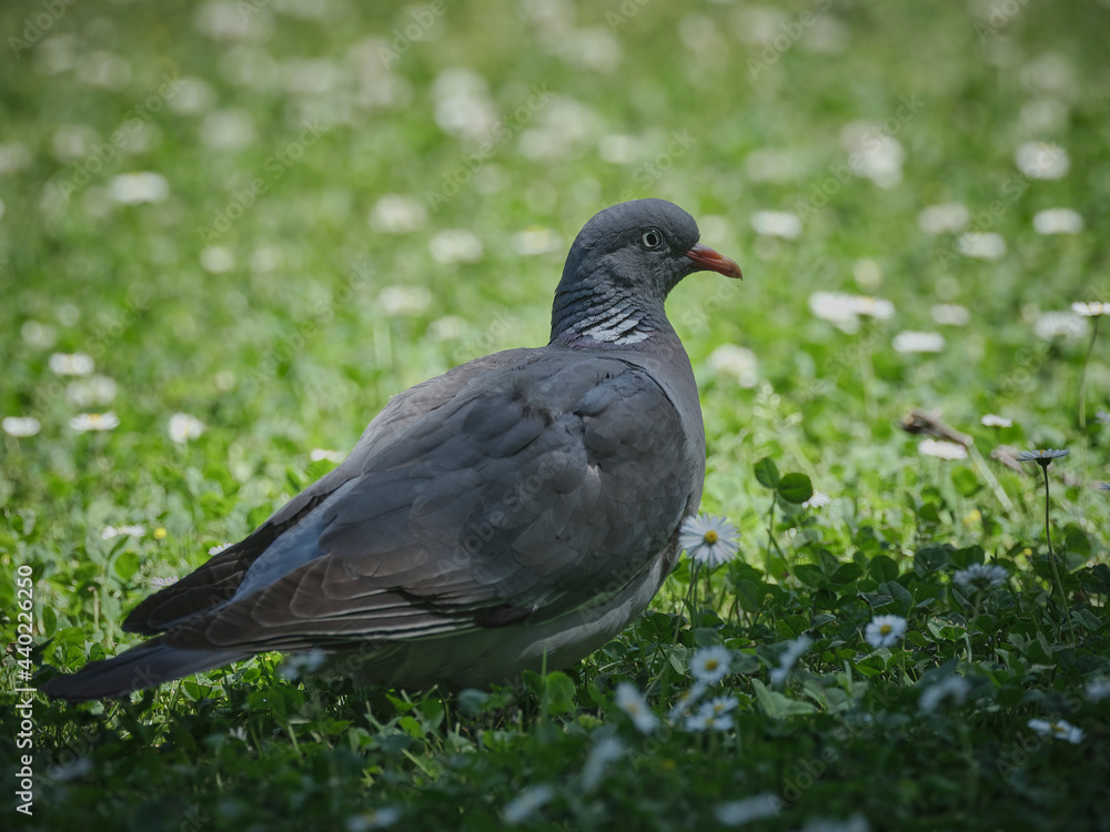 Obraz premium Portrait of a pigeon on the grass