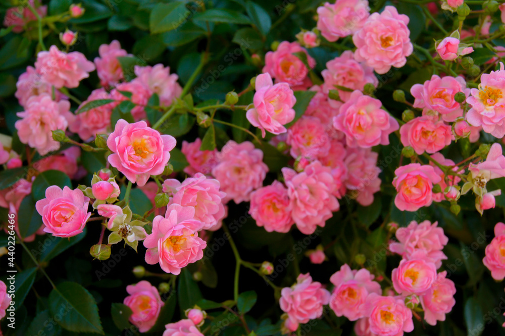pink flowers in the garden pink flowers in the garden