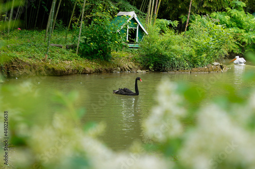 Black Swan on the lake