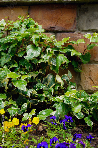 ivy on wall