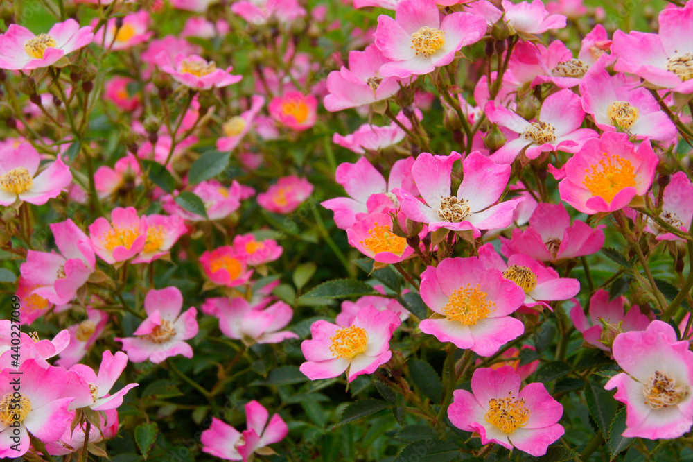 pink flowers pink flowers