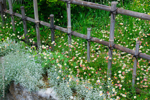 grass and flowers in the garden