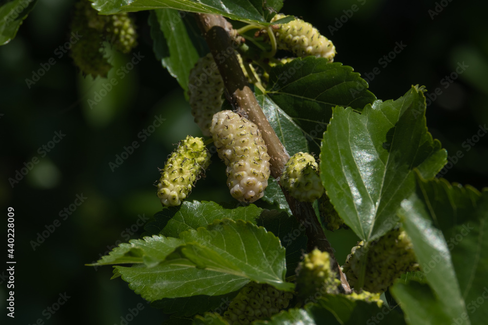 Ripe mulberry fruit among the leaves, hanging on branches Ripe mulberry fruit among the leaves, hanging on branches
