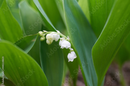 Lily of the valley in blossom                               