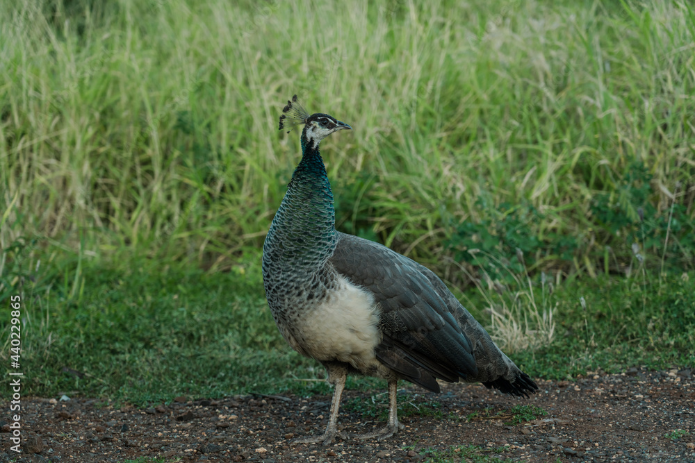 Female peafow / Peahens on Waianae Valley, Oahu, Hawaii