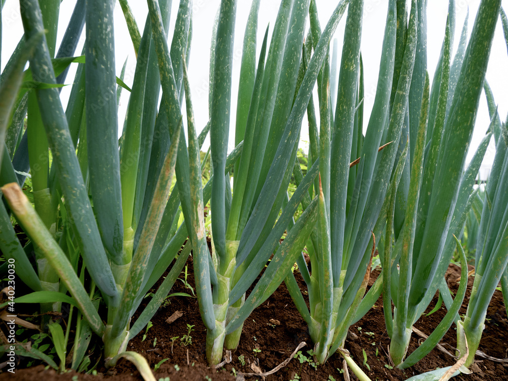 Fototapeta premium ナガネギ畑