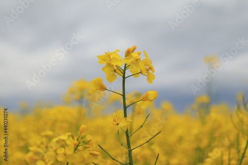 Brassica napus. Field with rapeseed. Blue sky after the rain.