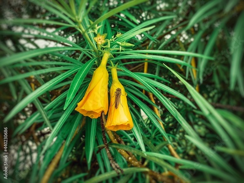 Beautiful yellow oleander flower image, close up. Scientific names: Thevetia peruviana, Thevetia neriifolia, Cascabela thevetia, Cerbera peruviana, Cascabela neriifolia photo