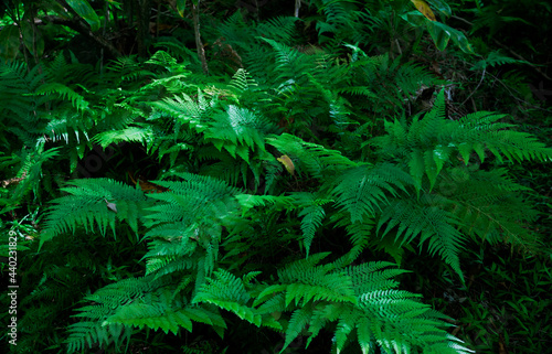 Microlepia strigosa, known as hay-scented fern, lace fern, rigid lace fern and palapalai, is a fern indigenous to the Hawaiian islands. Mount Kaala Trail / Waianae Valley, Oahu, Hawaii. 