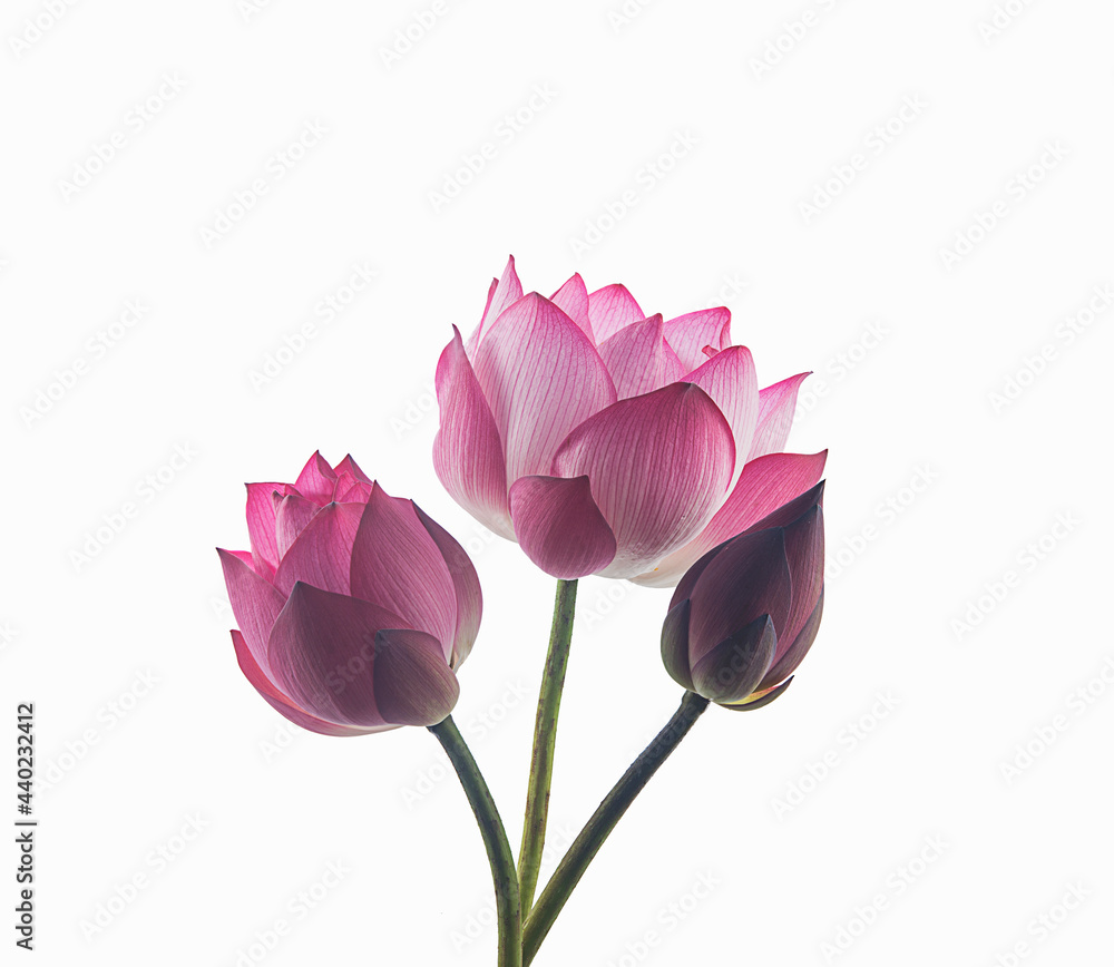 lotus bud and flower on a white,isolated lotus bud and flower on a white,isolated