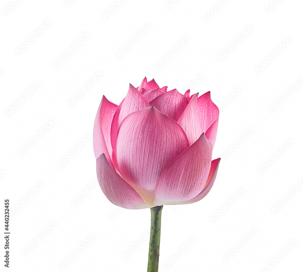 pink lotus bud on a white,isolated