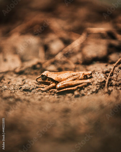 Frog