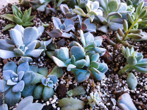 Close up arrangement of beautiful succulent plants  easy care indoor plant photo of echeveria. Home mini garden of plants  care  hobby gardening water droplets on a flower  dew  watering plants