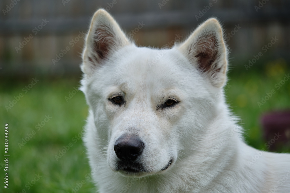 White Male Siberian Husky. Miska At 14 Months Old. White Male Siberian Husky. Miska At 14 Months Old.