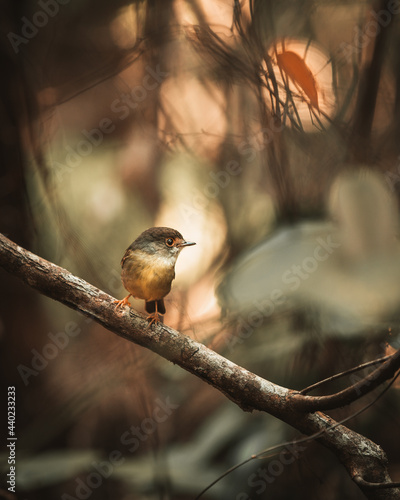 Yellow eastern robin