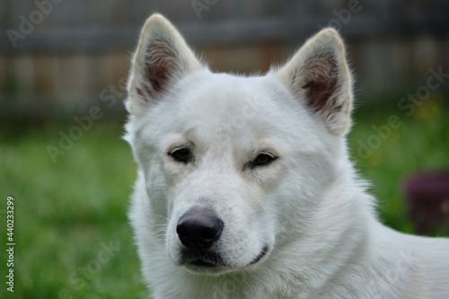 White Male Siberian Husky. Miska At 14 Months Old. photo