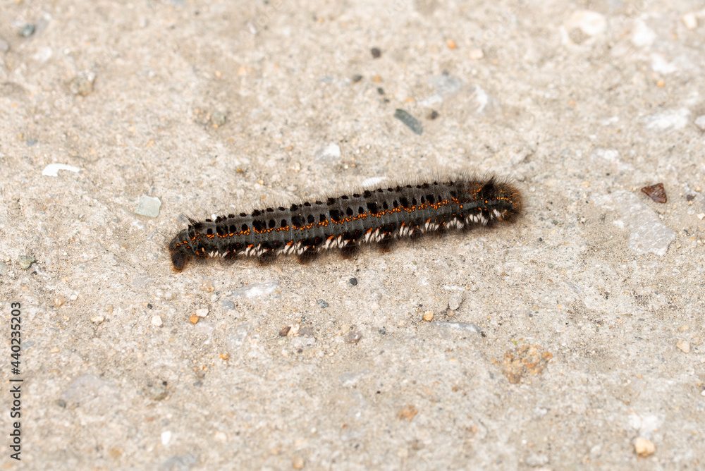 Hairy black caterpillar Hairy black caterpillar