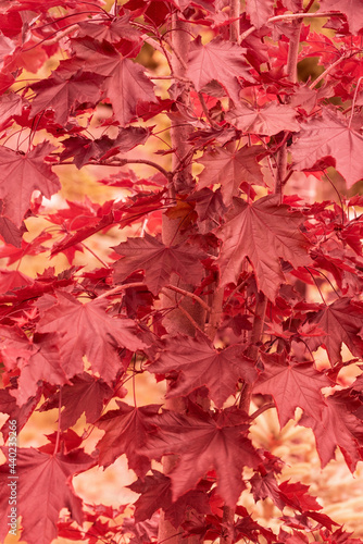 Red maple leaves in autumn