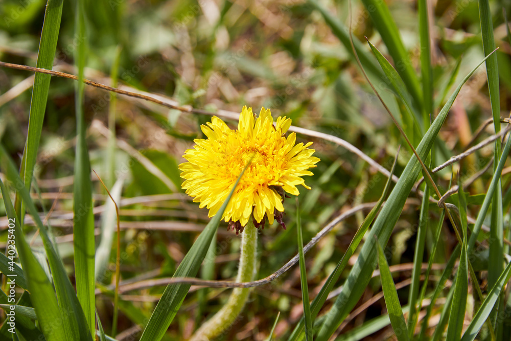 close-up of dandelion flower among green grass