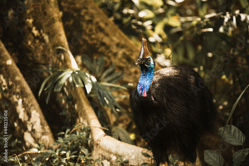 Cassowary