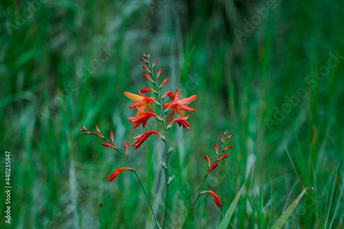 Crocosmia × crocosmiiflora, montbretia, is a garden hybrid of C. aurea and C. pottsii, first bred in 1880 in France by Victor Lemoine, Waianae Range , Mount Kaala Trail , Oahu, Hawaii photo