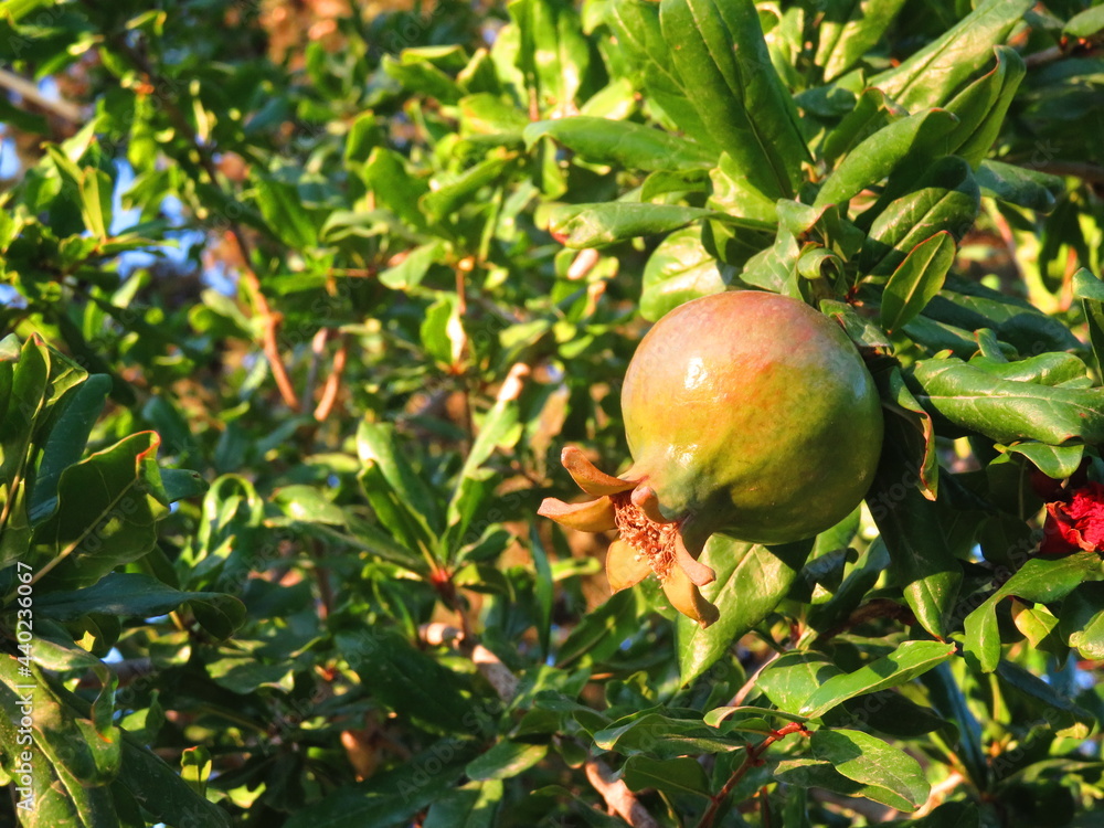 pomegranate fruit on tree pomegranate fruit on tree