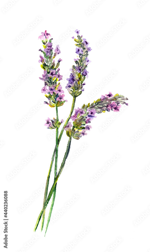 Lavender flowers. Water color hand painted illustration