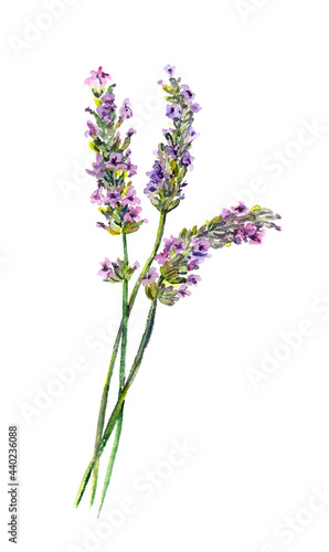 Lavender flowers. Water color hand painted illustration