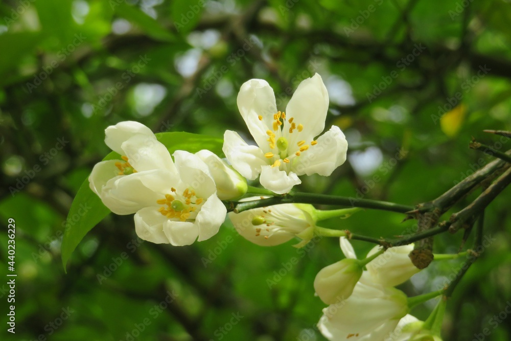 Blooming lemon tree in Florida nature, closeup Blooming lemon tree in Florida nature, closeup