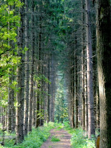 Weg in Fichtenwald