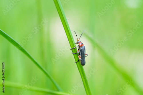 Cantharis pellucida, Cantharis,  genus of soldier beetles © Aneta