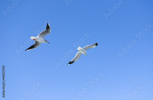青空を飛ぶカモメ © Miki K