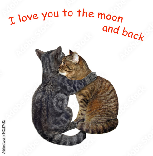 A gray cat hugs its beige friend. I love you to the moon and back. White background. Isolated.