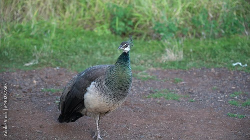 Female peafow / Peahens on Waianae Valley, Oahu, Hawaii photo