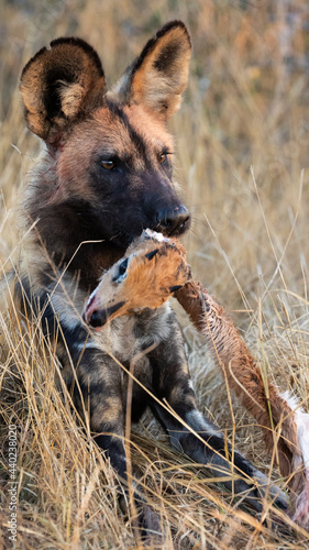 African wild dog feeding on a steenbuck carcass © Jurgens