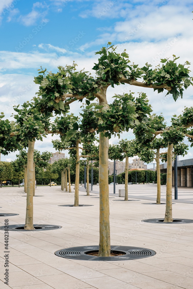 alley of unusual trees in the city. Plane trees - park, concrete paths 