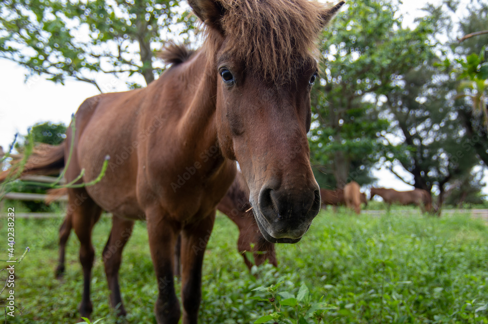 Fototapeta premium 放牧中の草を食べる馬