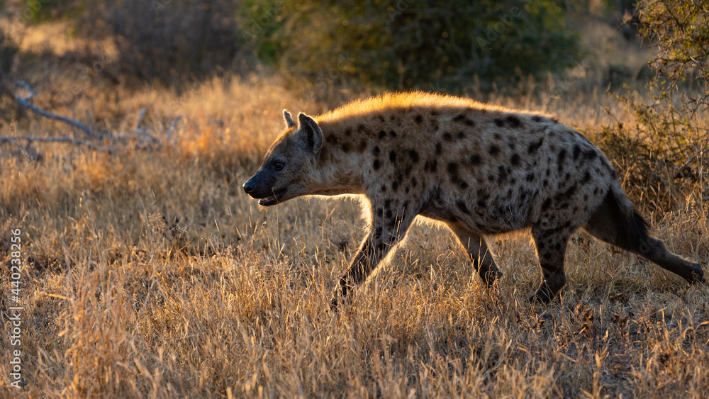 Spotted hyena with a golden brim
