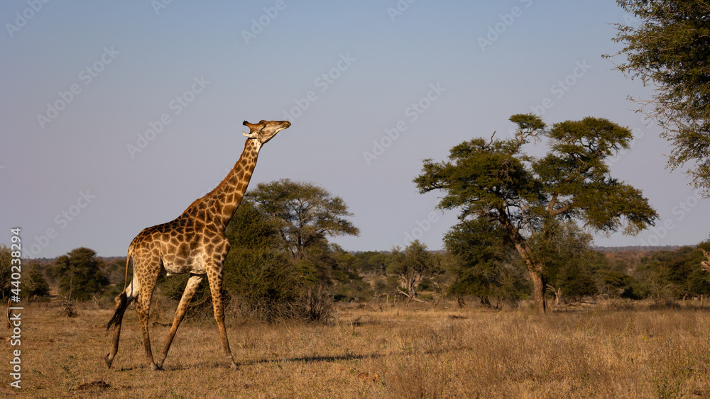 Fototapeta premium Tall giraffe on the move