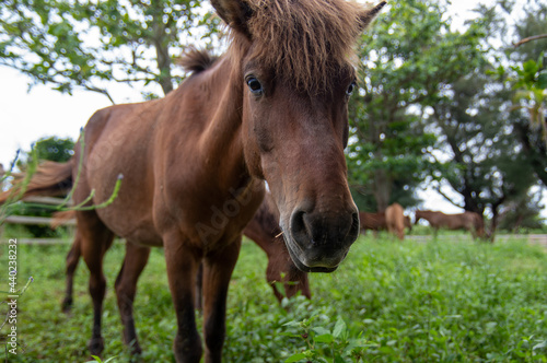 放牧中の草を食べる馬