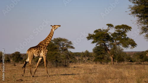 Tall giraffe on the move