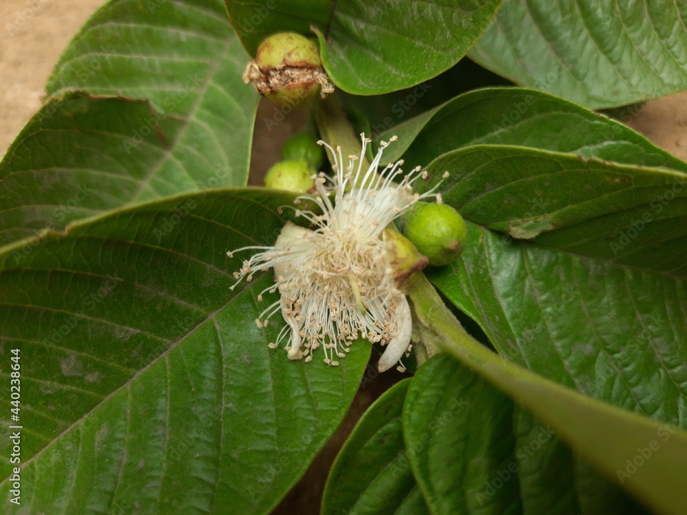 Guava flower. It is a common tropical fruit cultivated in many tropical and subtropical regions. Psidium guajava(common guava, lemon guava)is a small tree in the myrtle family. This ia a popular fruit Guava flower. It is a common tropical fruit cultivated in many tropical and subtropical regions. Psidium guajava(common guava, lemon guava)is a small tree in the myrtle family. This ia a popular fruit