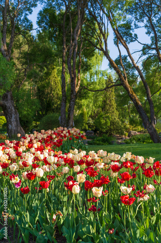 A lot of blooming red and white tulips in a flowerbed and lush trees and foliage at the Hatanpää arboretum public park in Tampere, Finland, on a sunny day in the summer.