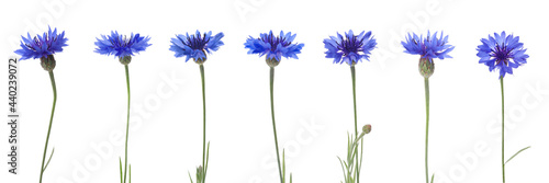 Photos Set with beautiful blue cornflowers on white background